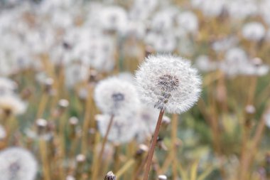 Dandelions ile doğa arka plan