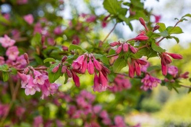 Weigela Florida'nın çiçekleri. Blooming Weigela (Weigela florida) güneşli bir günde bahar bahçesinde. Çiçeklerle doğal arka plan. Bahçede süs çalıları