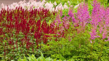 Astilbe japonik bir bahçe. Sahte Spiraea, doğal arkaplanda tuzlanma