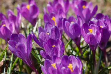 Çiğdem, çoğul crocuses iris ailesinde çiçekli bitkilerin bir cinstir. Bir demet timsah, timsahlarla dolu bir çayır.