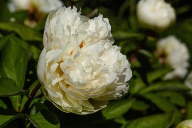 çiçekli peonies bahçede