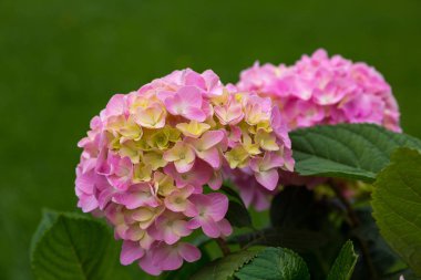 Ortanca çiçekleri açar. Kaplarda süs bitkileri ile Ortanca Bush.