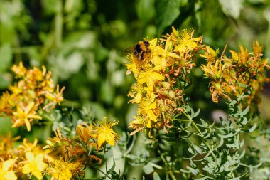St. John's Wort'un sarı çiçekleri üzerine bumblebee. Hypericum perforatum, Hypericum cinsi ve şifalı bir bitkinin çiçekli bitki türü.