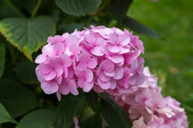 Ortanca çiçekleri açar. Kaplarda süs bitkileri ile Ortanca Bush.