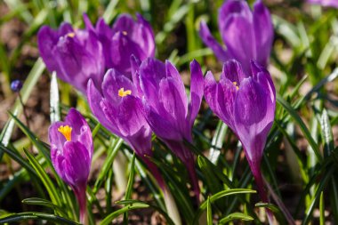 Çiğdem, çoğul crocuses iris ailesinde çiçekli bitkilerin bir cinstir. Bir demet timsah, timsahlarla dolu bir çayır.