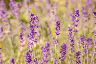 Lavanta çiçekleri ile güzel yaz manzarası