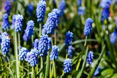 Muscari çiçekleri, Muscari armeniacum, Üzüm Sümbüller bahar çiçekleri nisan ve mayıs aylarında çiçek. Mavi çiçekli Muscari armeniacum bitkisi