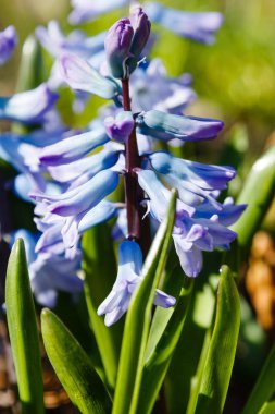 Bahçede çiçek açan sümbüller, sümbül çiçekleri...