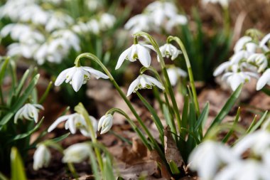 Kardelen veya ortak kardelen (Galanthus nivalis) bahçede çiçekler