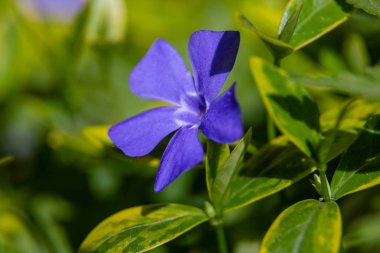 Bahar bahçesinde periwinkle mor mavi çiçekler (vinca minör). Vinca minör L. - cüce periwinkle, küçük periwinkle, ortak periwinkle, mersin, sürünen mersin