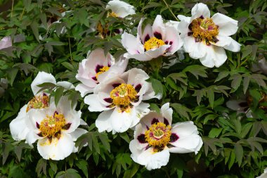 çiçekli peonies bahçede