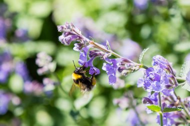 Nepeta veya Catnip çiçek çiçekleri. Yaz çiçek arka plan. Yaz bahçesinde şifalı bitkiler ve bitkiler-bal bitkileri