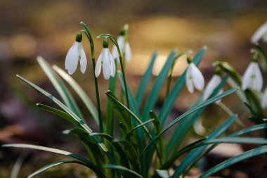 Kardelen veya ortak kardelen (Galanthus nivalis) bahçede çiçekler