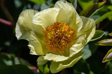 çiçekli peonies bahçede