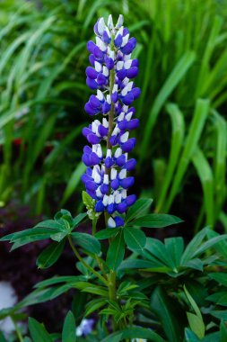 Lupin çiçekleri (Lupinus cinsi) yaz bahçesinde