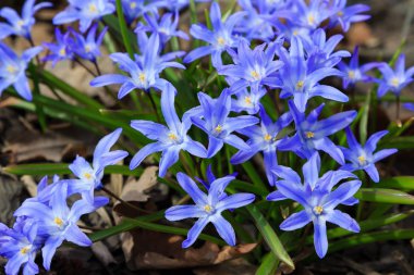 Çiçek açmış mavi bahar çiçekleri. Bahçedeki Chionodoxa luciliae. Chionodoxa renkli yıldızlar şeklinde güzel çiçeklerle çok uzun ömürlüdür.