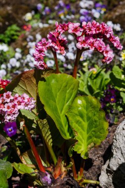 Bahar bahçesinde Bergenia rotblum. Pembe çiçek bergenia (fil kulağı, badan, Sibirya çayı, Moğol çayı, deri bergenia. Bergenia cordifolia