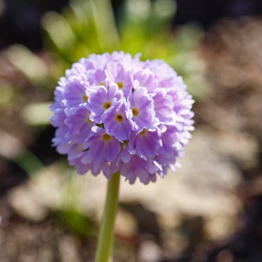 Alp tepesinde primula denticulata. Bahar bahçesinde çuha çiçeği. 