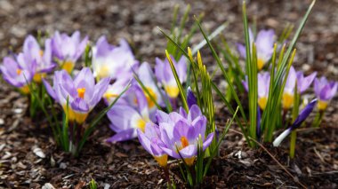 Çiğdem, çoğul crocuses iris ailesinde çiçekli bitkilerin bir cinstir. Bir demet timsah, timsahlarla dolu bir çayır.