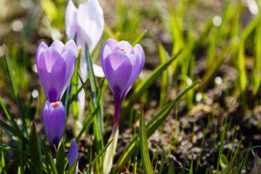 Çiğdem, çoğul crocuses iris ailesinde çiçekli bitkilerin bir cinstir. Bir demet timsah, timsahlarla dolu bir çayır.