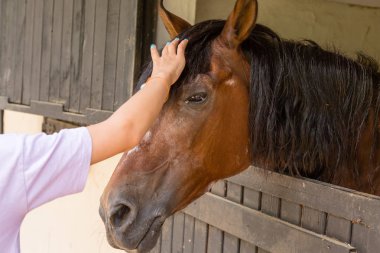 Ahırda güzel at portresi