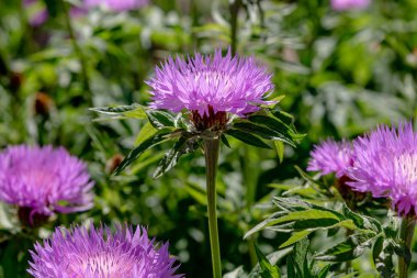 Centaurea cyanus bahçede. Leylak çiçekleri cornflower scabiosa (Centaurea scabiosa) bir orman çim üzerinde