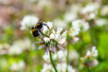 Bir arı beyaz bir yonca (Trifolium tövbe) çiçek nektar toplar. Doğal arka plan. Bitkilerin tozlaşması