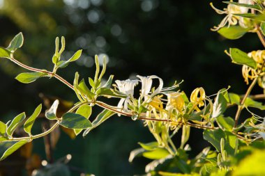 Beyaz Lonicera japonica (Caprifolium perfoliate) hanımeli çiçekleri. Altın-ve-gümüş veya Japon hanımeli bahçe örtüsü