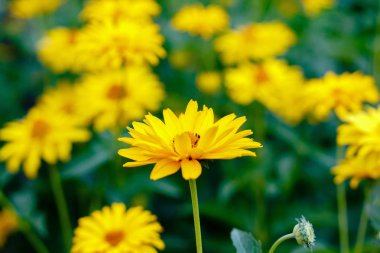 Çiçek yatağında sarı papatyalar. Otsu yıllıklar ve çok yıllık heliopsis cinsi (Heliopsis).