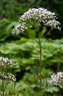 Valeriana officinalis bahçede. Valeriana officinalis çiçekleri. Bahçede şifalı bitkilerin yetiştirilmesi