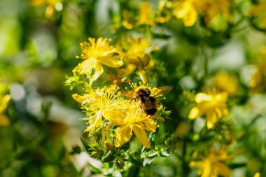 St. John's Wort'un sarı çiçekleri üzerine bumblebee. Hypericum perforatum, Hypericum cinsi ve şifalı bir bitkinin çiçekli bitki türü.