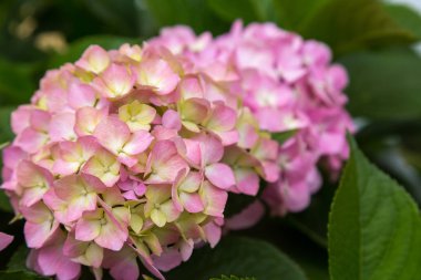 Ortanca çiçekleri açar. Kaplarda süs bitkileri ile Ortanca Bush.