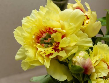 Taze şakayık çiçekler, yakın görünüm