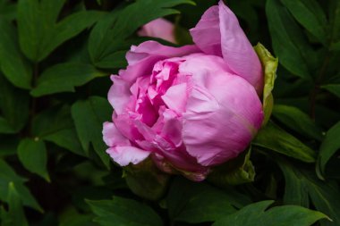 çiçekli peonies bahçede