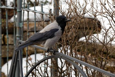 Bahar bahçesinde çit üzerinde genç karga