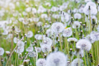 Dandelions ile doğa arka plan