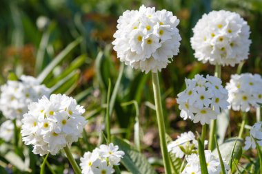 Alp tepesinde primula denticulata. Bahar bahçesinde çuha çiçeği. 