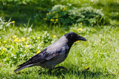 Corvus cornix. Bahçede gri karga civciv