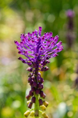 Muscari çiçekleri, Muscari armeniacum, Üzüm Sümbüller bahar çiçekleri nisan ve mayıs aylarında çiçek. Mavi çiçekli Muscari armeniacum bitkisi