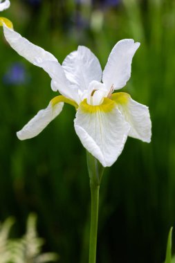 Sibirya iris çiçekleri (iris sibirica) bahçede yeşil bir arka plan üzerinde