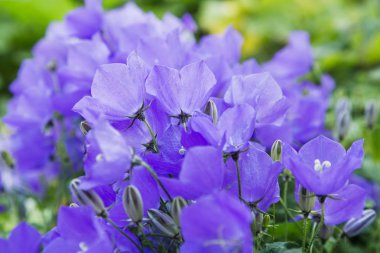 Campanula patula veya yayılan çan çiçeği Campanula cinsinin bir bitki türüdür. Bu narin çan çiçeği, dik ve huni şeklinde soluk mavi veya beyaz çiçeklerin yanal dallarını taşır