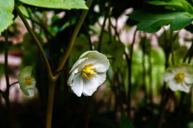 Mayapple çiçekleri veya bahçede Podophyllum peltatum. Tıbbi otsu çok yıllık bitki, Barberry ailesinin Podophyllum (Podophyllum) bir tür (Berberidaceae)