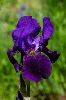 Yaz bahçesinde Xiphium. Xiphium çok yıllık soğanlı bitkidir 