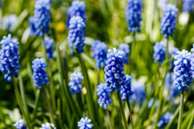 Muscari çiçekleri, Muscari armeniacum, Üzüm Sümbüller bahar çiçekleri nisan ve mayıs aylarında çiçek. Mavi çiçekli Muscari armeniacum bitkisi
