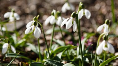 Kardelen veya ortak kardelen (Galanthus nivalis) bahçede çiçekler