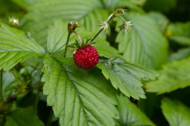 Ormanda yabani fragaria meyveleri, doğal yeşil arka plan