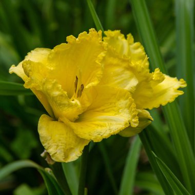 Bahçede çiçekli günlükler. Yaz bahçesinde çiçek açan Hemerocallis. Daylilies güzel çiçekler