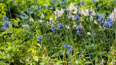 Allium bahar bahçesinde deşifre eder. Bahçede süs soğanı bitki si yetiştir