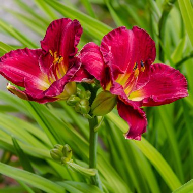 Bahçede çiçekli günlükler. Yaz bahçesinde çiçek açan Hemerocallis. Daylilies güzel çiçekler