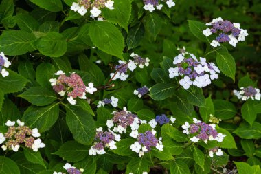 Hortensia (lat. gydrangea serrata) yaz bahçesinde tam çiçek. Bahçede gydrangea dekoratif çiçekli çalılar